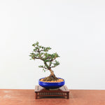 Bonsai azalea 'Hoshi no kagayaki'