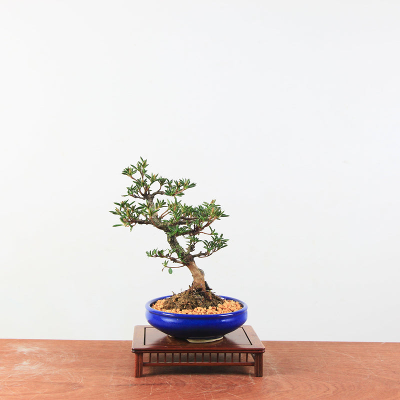 Bonsai azalea 'Hoshi no kagayaki'