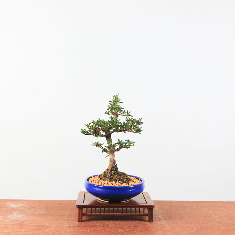 Bonsai azalea 'Hoshi no kagayaki'