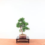 Bonsai Juniperus Chinensis