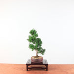 Bonsai Juniperus Chinensis