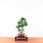 Bonsai Juniperus Chinensis