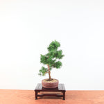 Bonsai Juniperus Chinensis