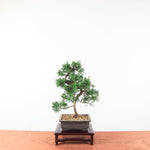 Bonsai Juniperus Chinensis