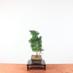 Bonsai Juniperus Chinensis