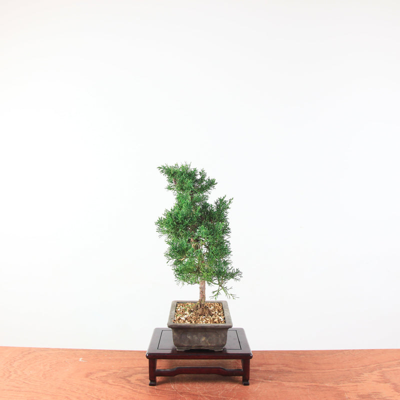 Bonsai Juniperus Chinensis
