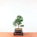 Bonsai Juniperus Chinensis