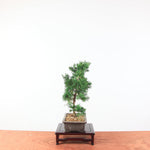 Bonsai Juniperus Chinensis