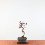 Bonsai Malus
