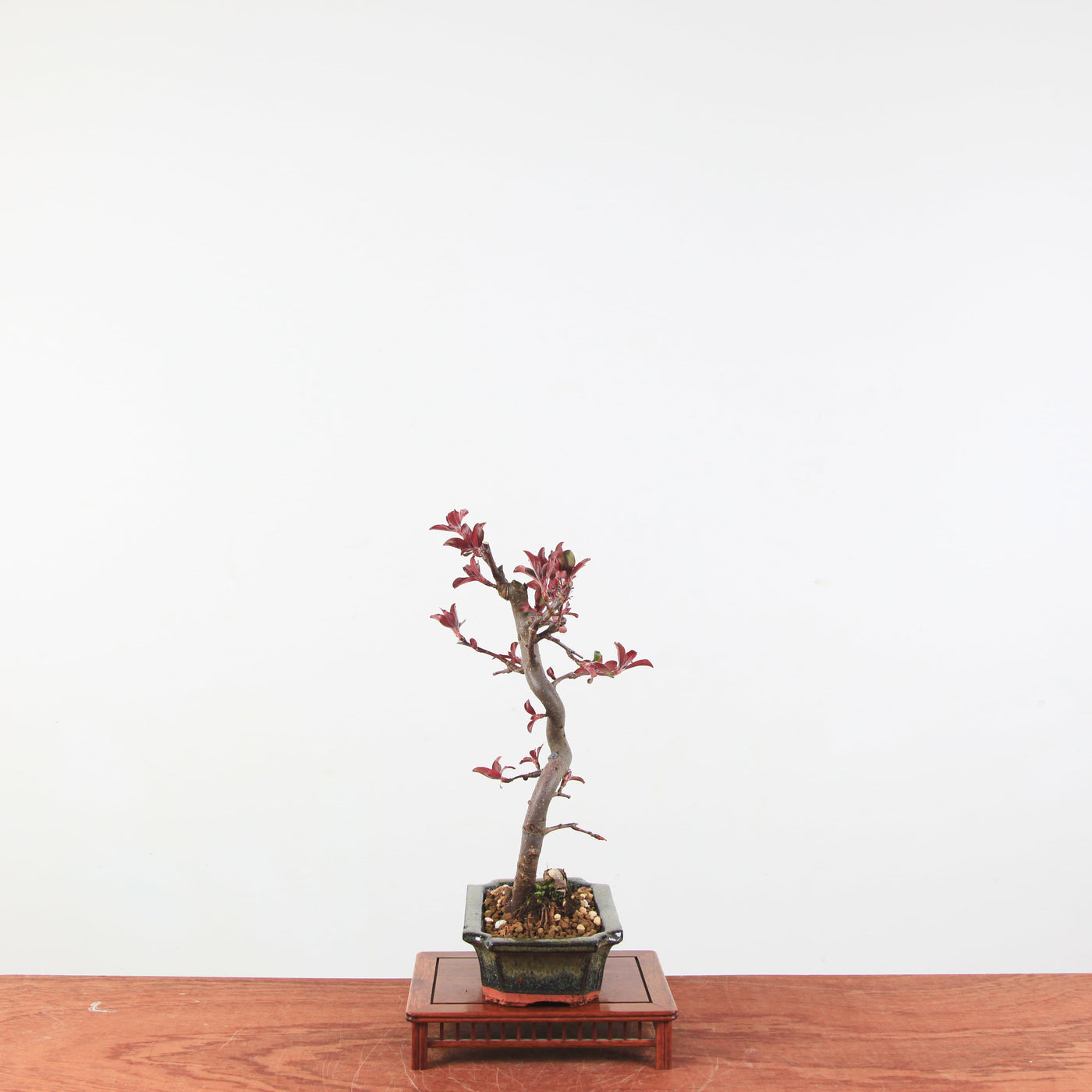 Bonsai Malus