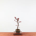 Bonsai Malus
