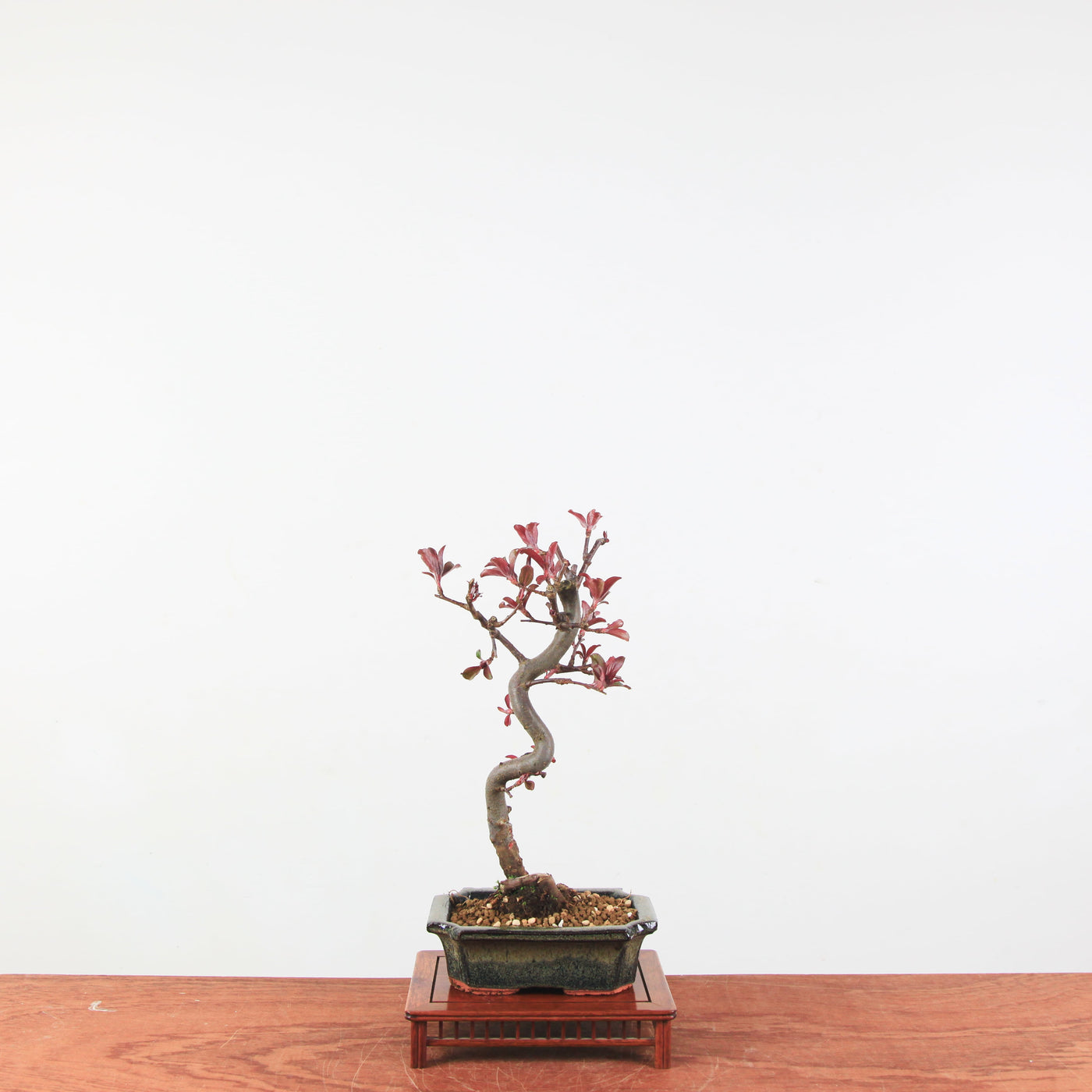 Bonsai Malus