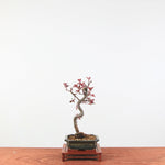 Bonsai Malus