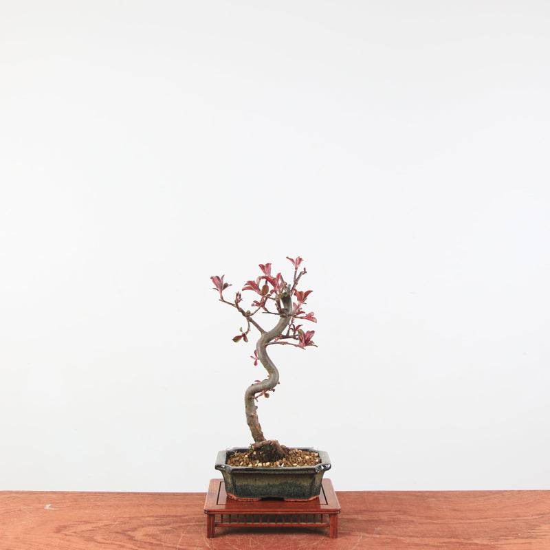 Bonsai Malus