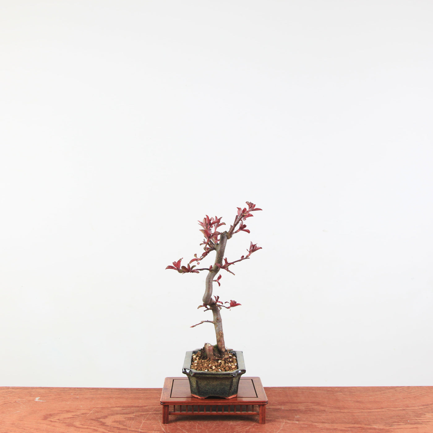 Bonsai Malus