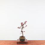 Bonsai Malus