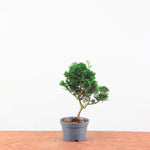 Chamaecyparis obtusa