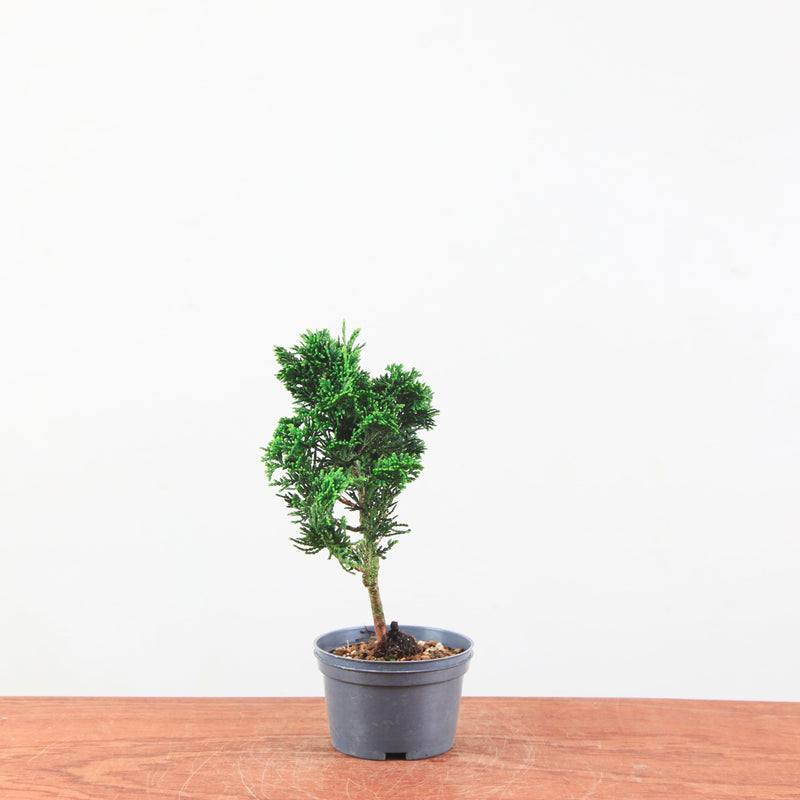 Chamaecyparis obtusa