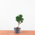Chamaecyparis obtusa