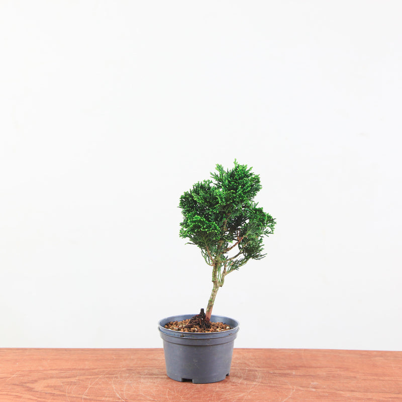 Chamaecyparis obtusa