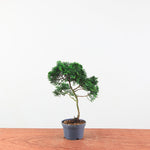 Chamaecyparis obtusa