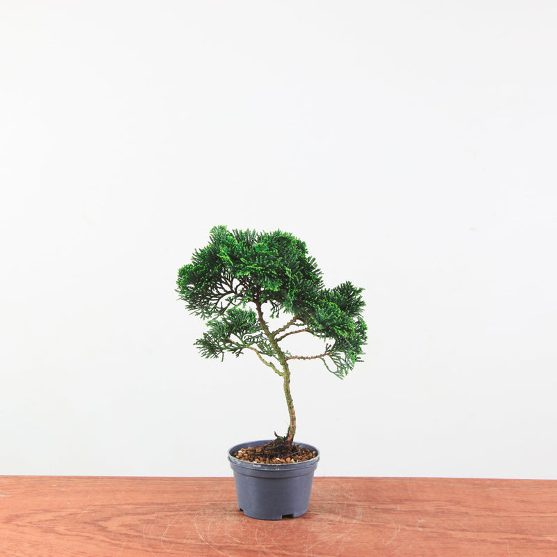 Chamaecyparis obtusa
