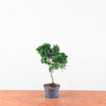 Chamaecyparis obtusa