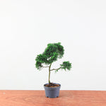 Chamaecyparis obtusa