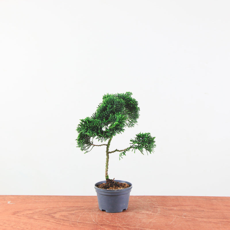 Chamaecyparis obtusa