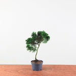 Chamaecyparis obtusa