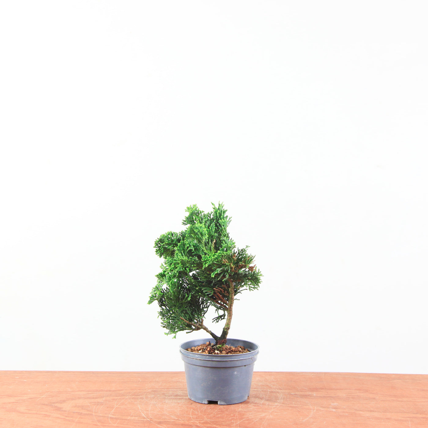 Chamaecyparis obtusa