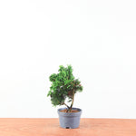 Chamaecyparis obtusa
