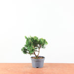 Chamaecyparis obtusa