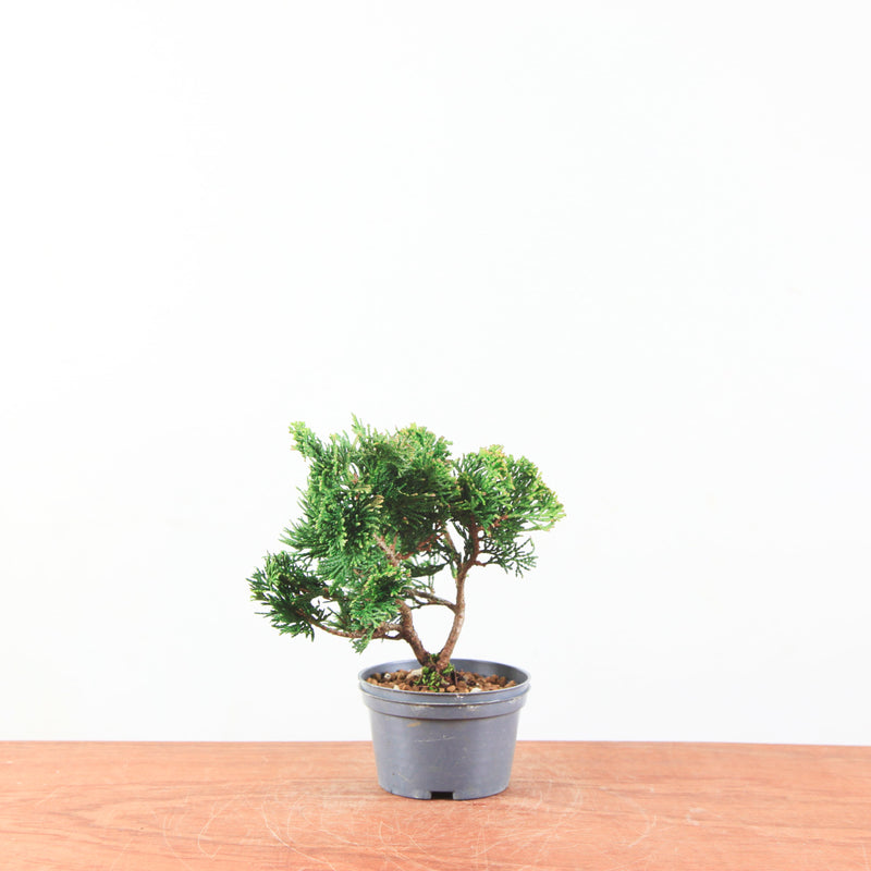 Chamaecyparis obtusa