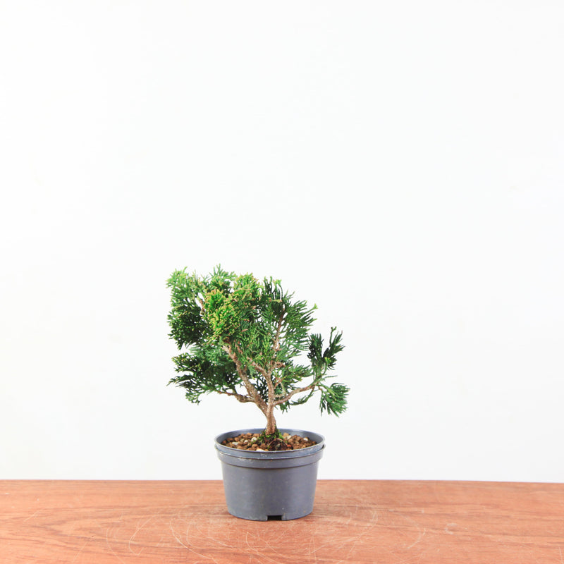 Chamaecyparis obtusa