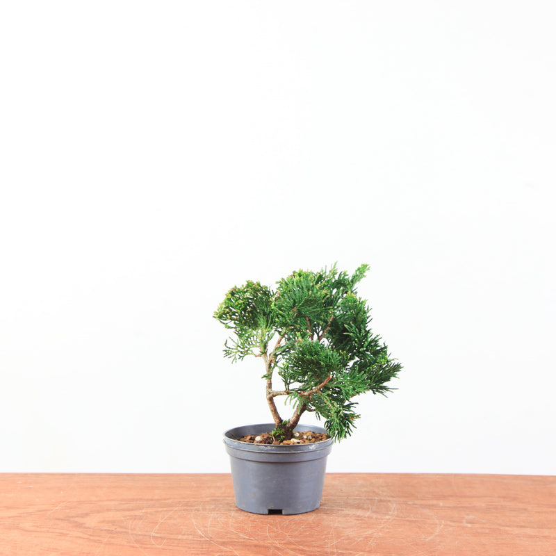 Chamaecyparis obtusa