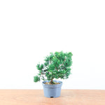 Chamaecyparis obtusa