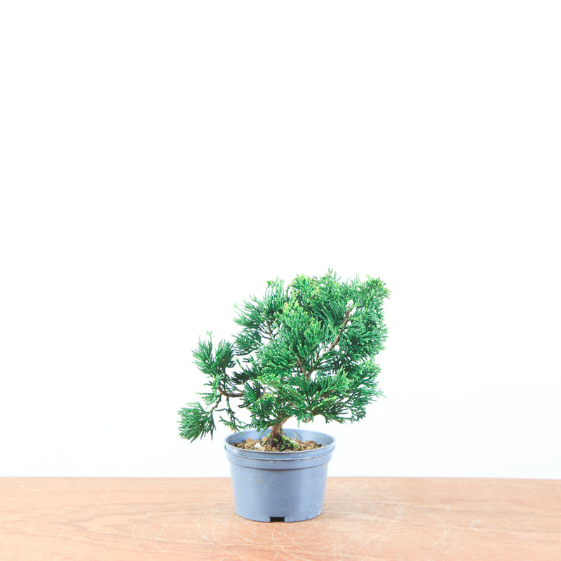 Chamaecyparis obtusa