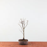 Zelkova serrata