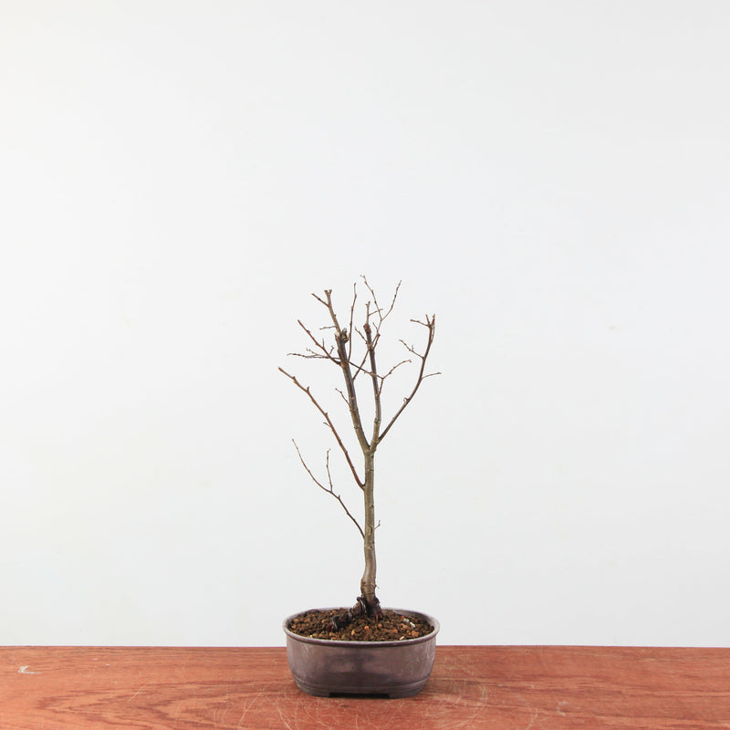 Zelkova serrata