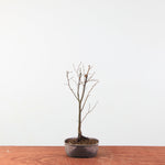 Zelkova serrata