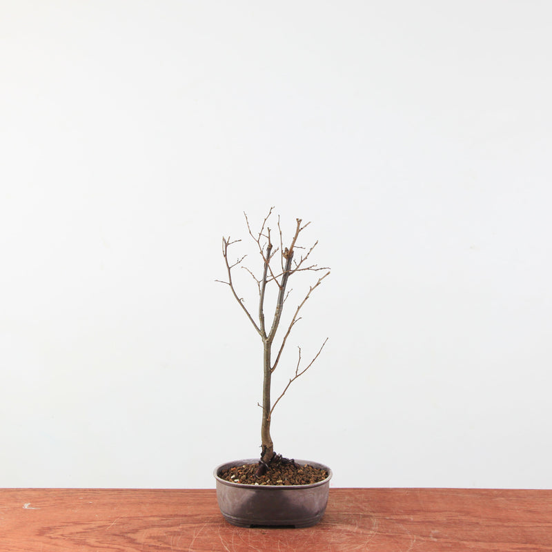 Zelkova serrata