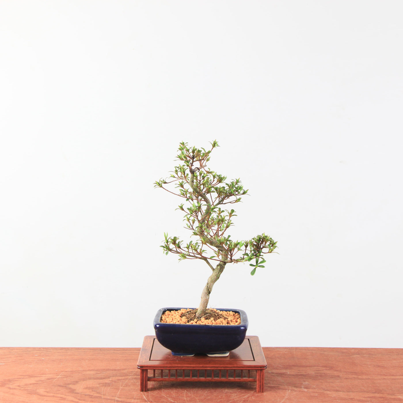 Bonsai azalea 'sakurakomachi'