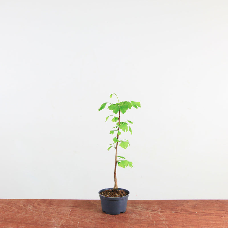 Ginkgo
