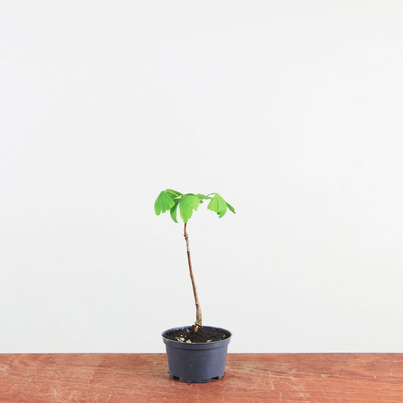 Ginkgo