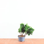 Chamaecyparis obtusa