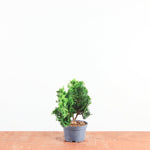 Chamaecyparis obtusa