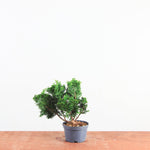 Chamaecyparis obtusa