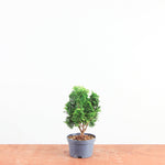Chamaecyparis obtusa