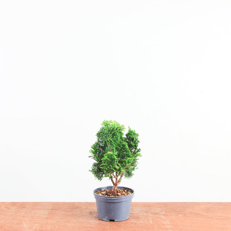 Chamaecyparis obtusa